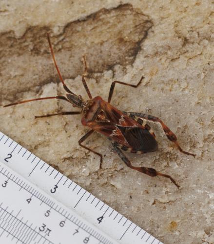 Réf. 350 312 : Leptoglossus occidentalis